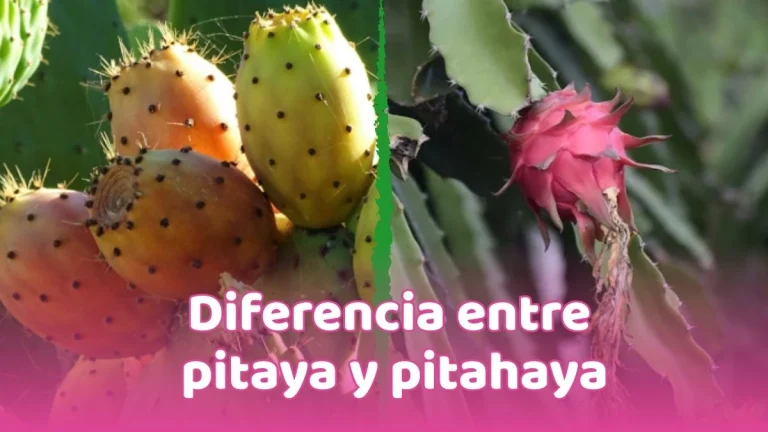diferencia entre pitaya y pitahaya